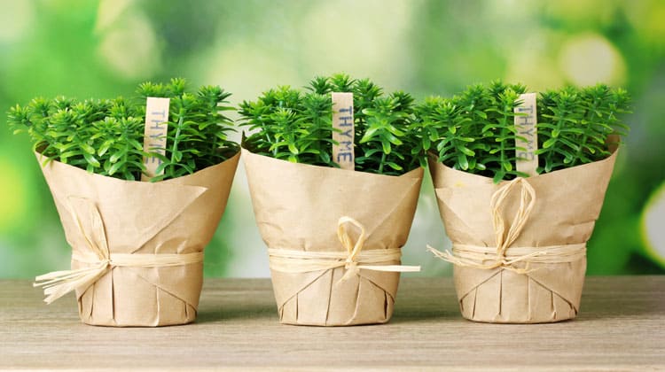 paper planter pots