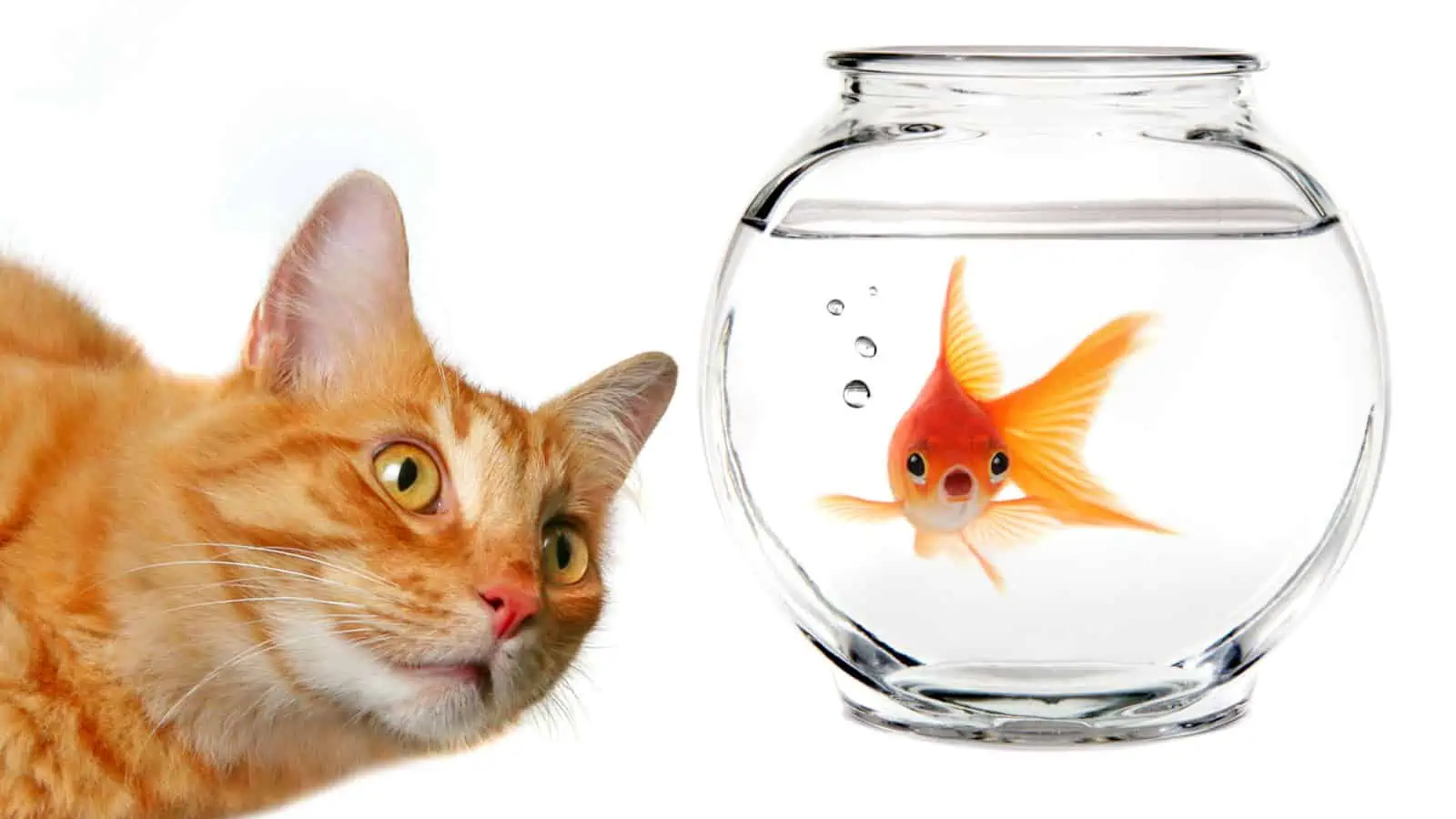 cat and goldfish in bowl Shutterstock