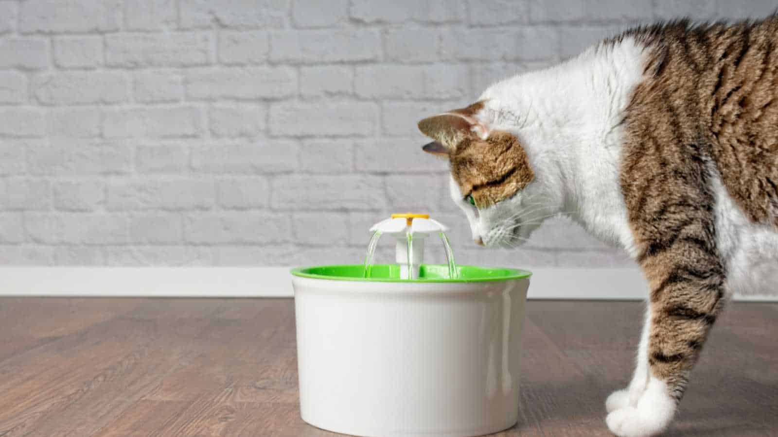 _Cat Drinking Fountain