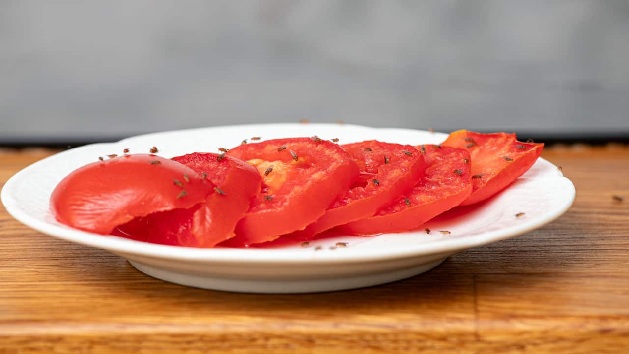 fruit-flies-on-food