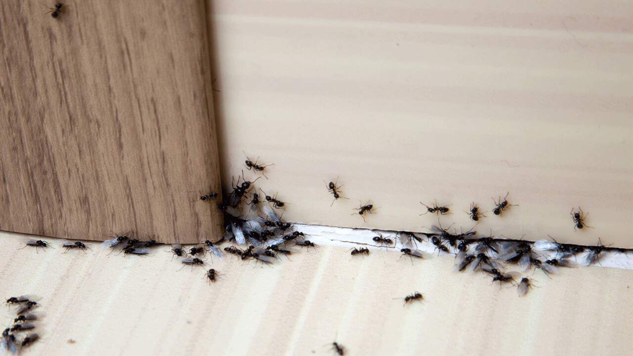 ants-in-house