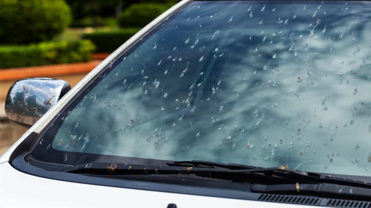 bugs-on-windshield