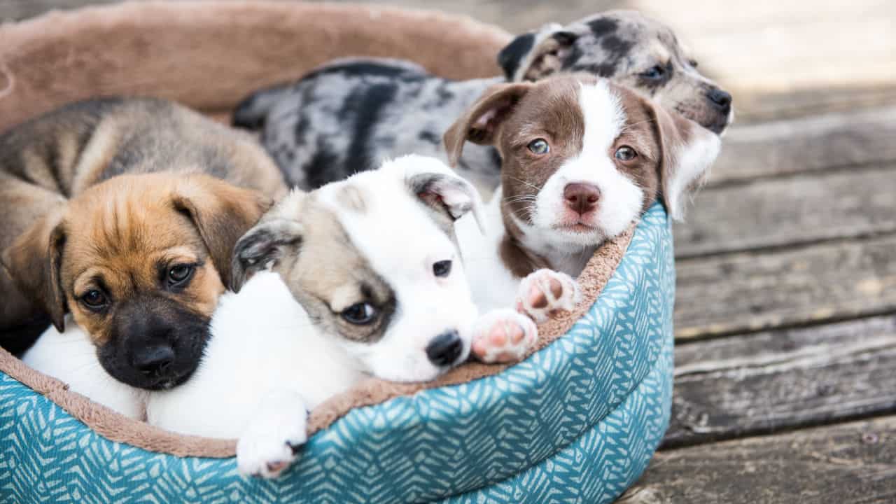 Litter of Terrier Mix Puppies Playing in Dog