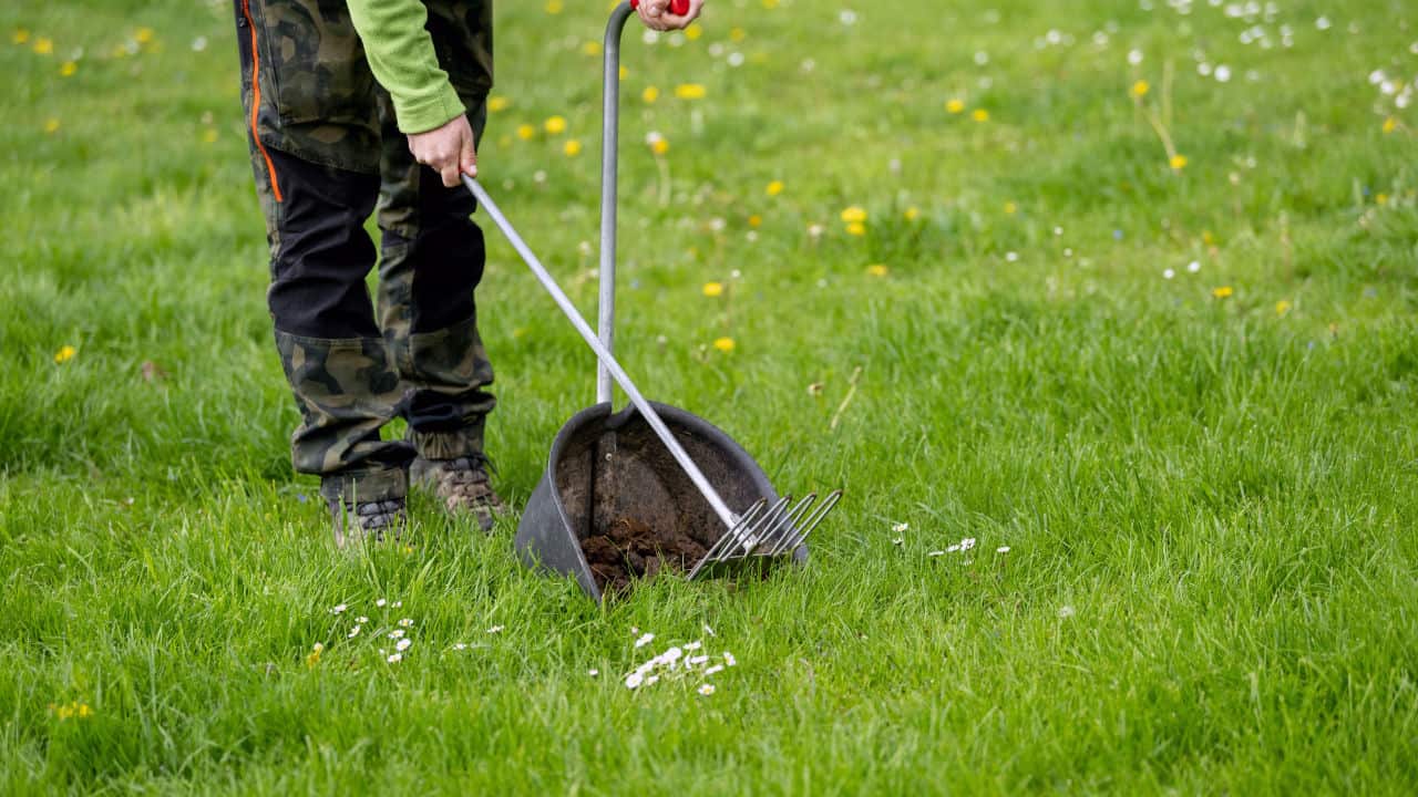 A female person is removing dog poop with a shovel
