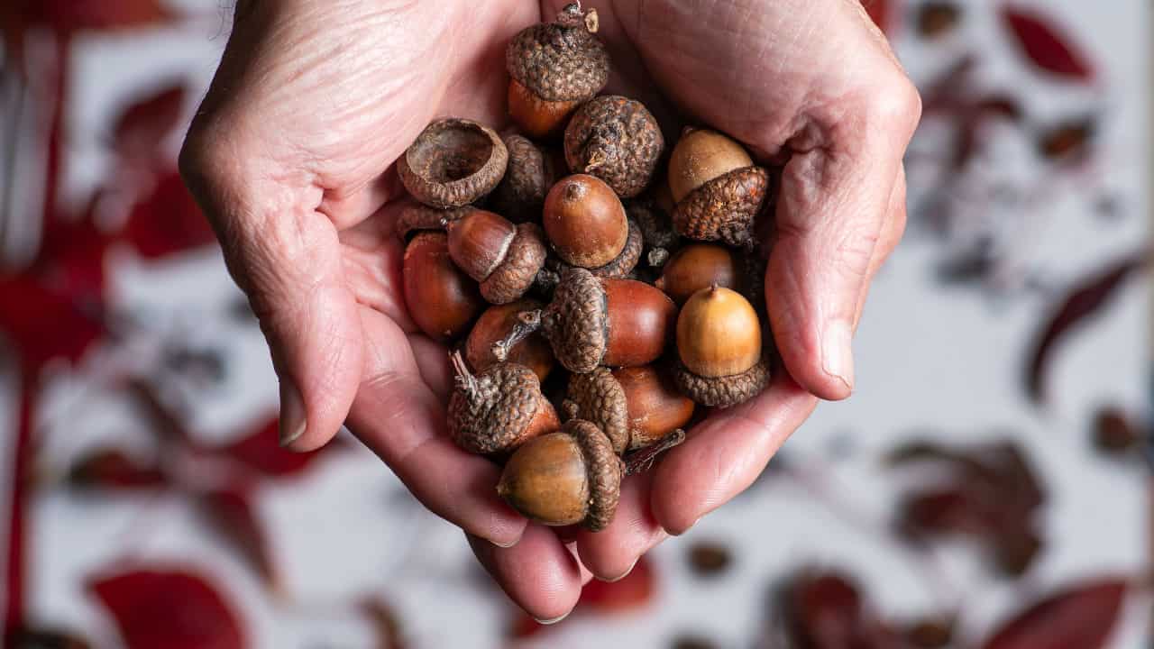 Man’s palms full of large acorns