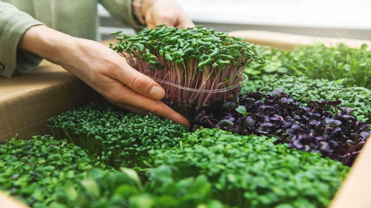 organic raw food - woman take a microgreens