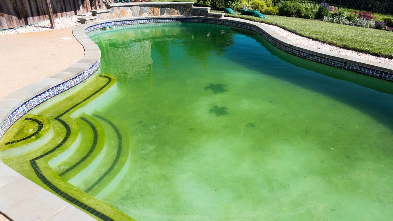 Dirty pool with algae