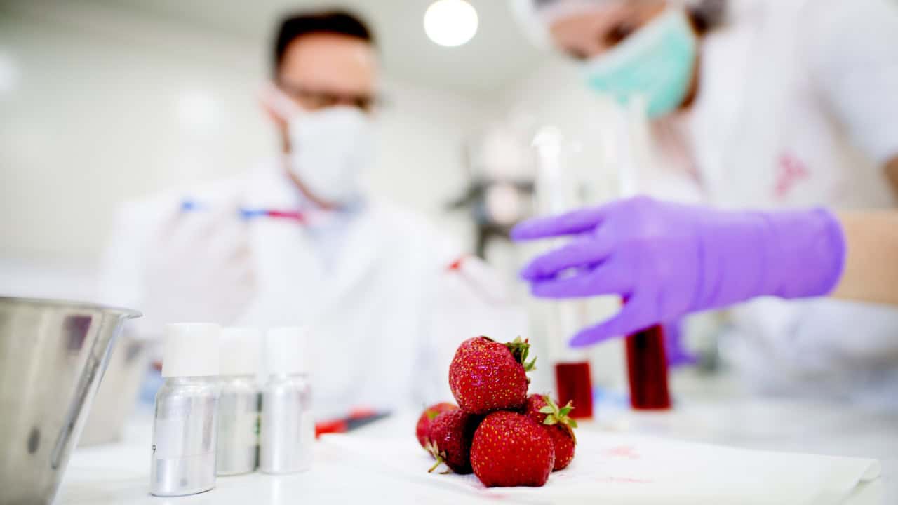 Testing strawberries chemical flavor in lab