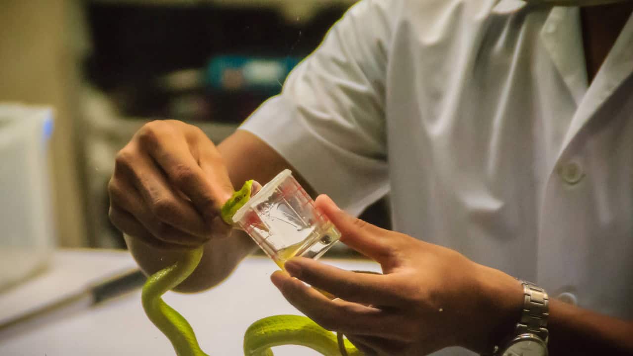 snake milker milking green viper