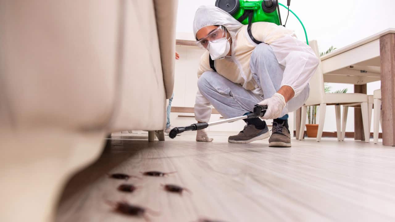 Pest control contractor working in the flat