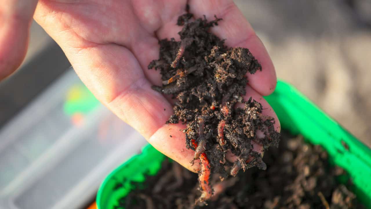 Sea worm - a classic bait for sea fishing