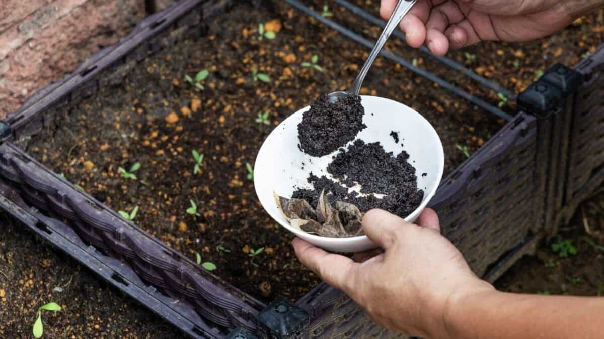 Coffee grounds being added to compost