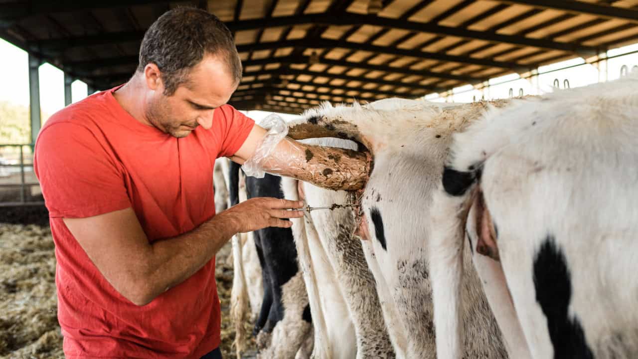 Farmer worker doing an artificial insemination procedure on a cow