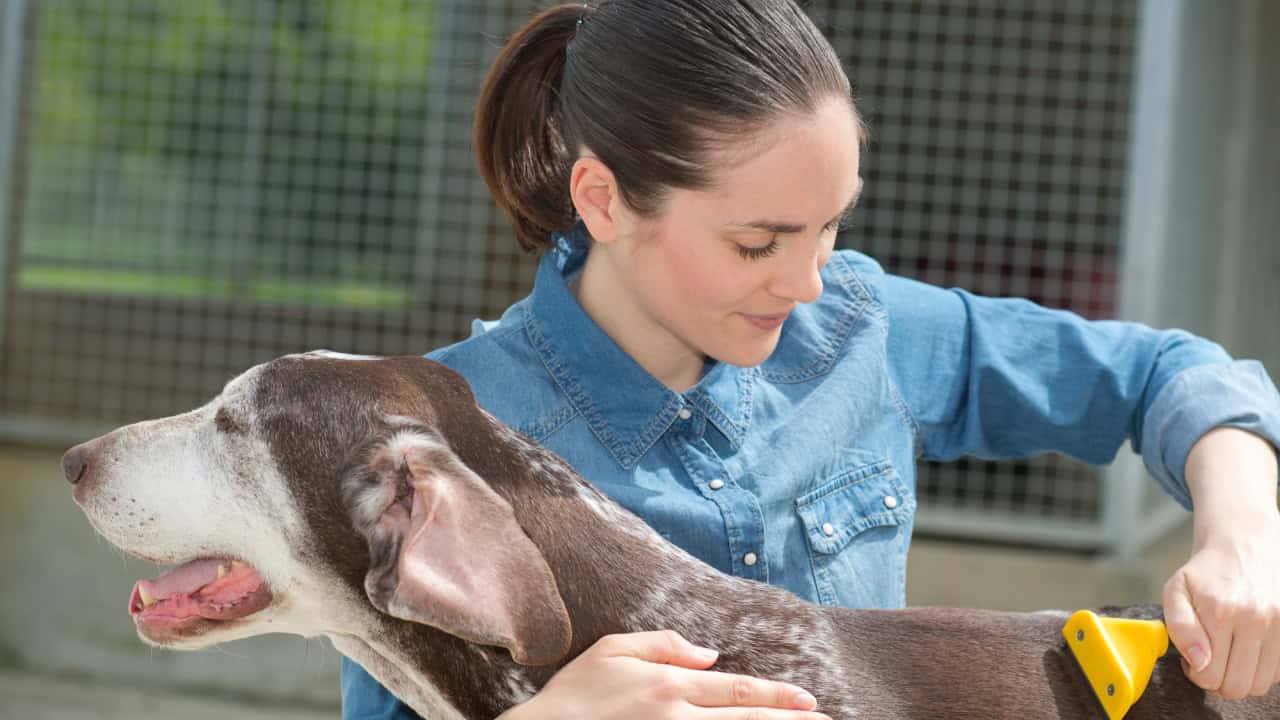 Dedicated girl training dog in kennel