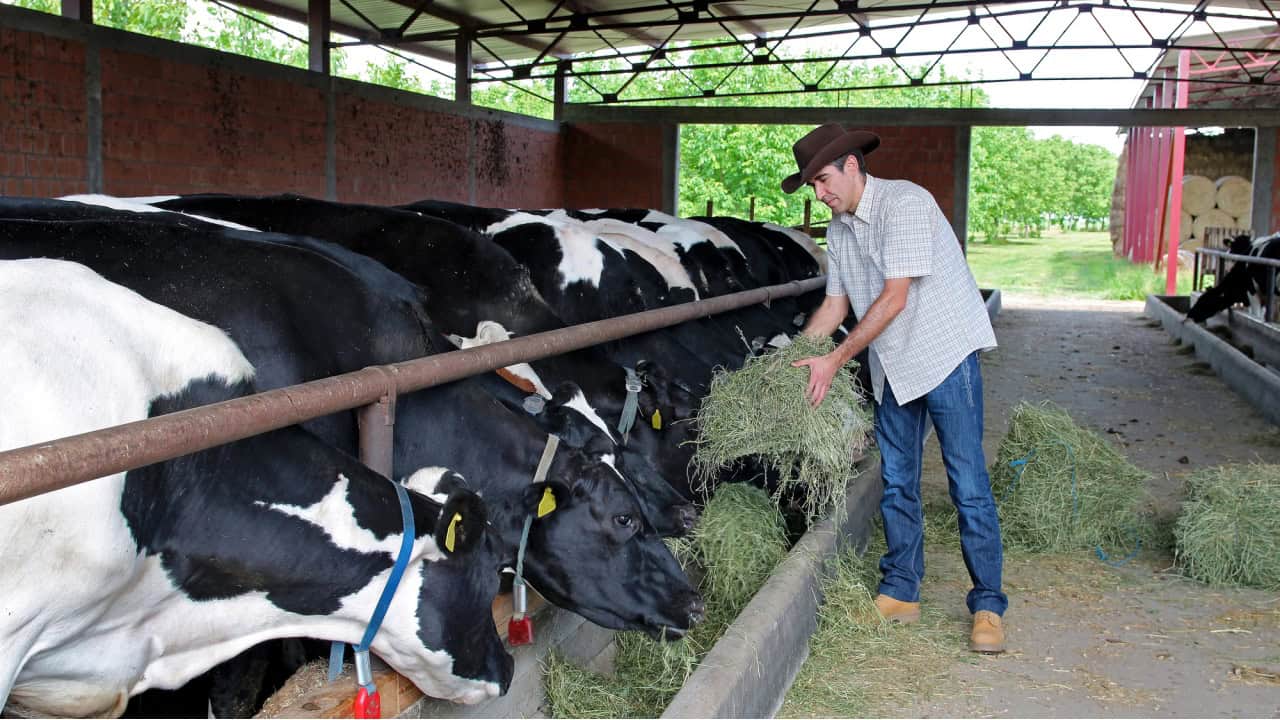 Dairy Farmer Feeding Cows